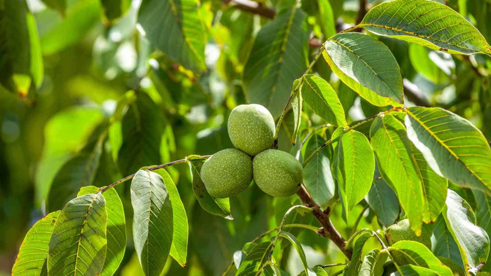 1600x900 Grow, & Care for Walnut Tree