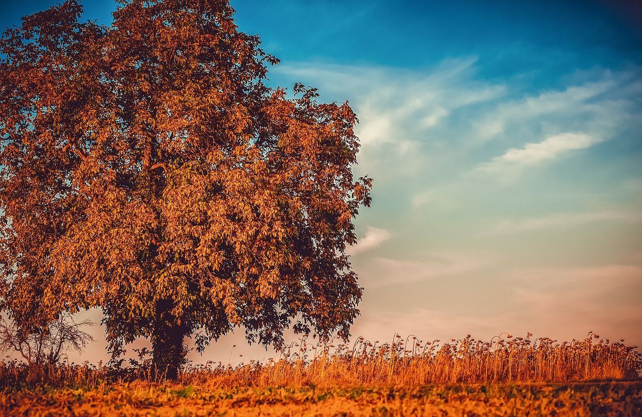 1280x832 Tree Nature Autumn