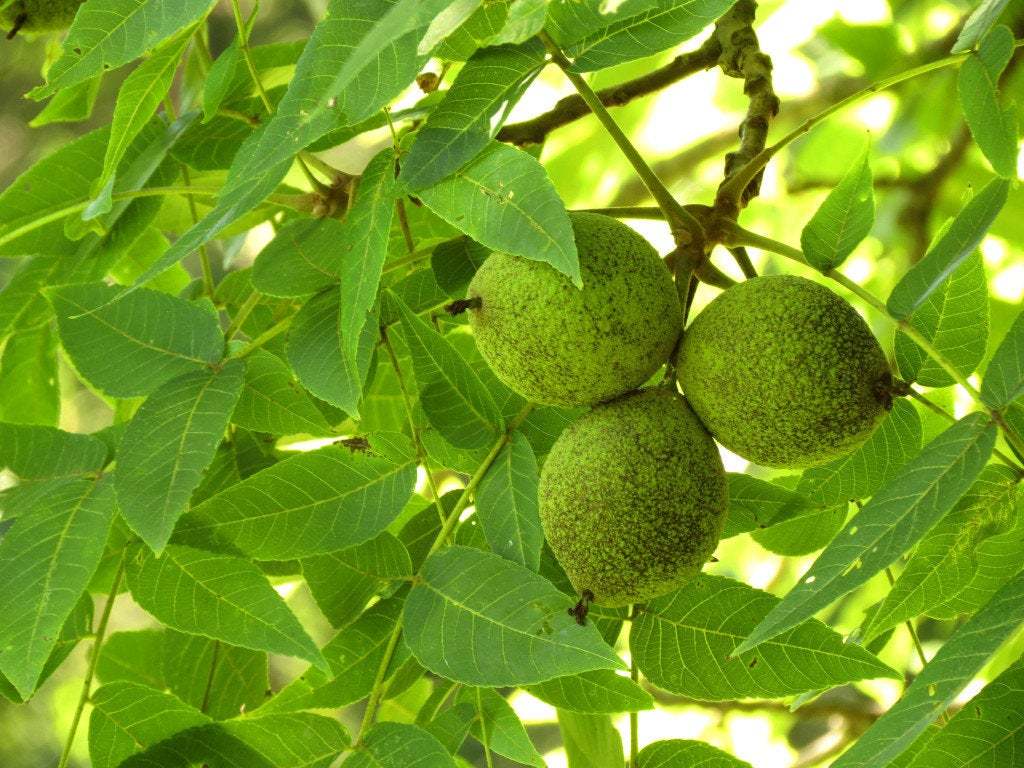 1024x768 Black Walnut tree 4 pot- Plants