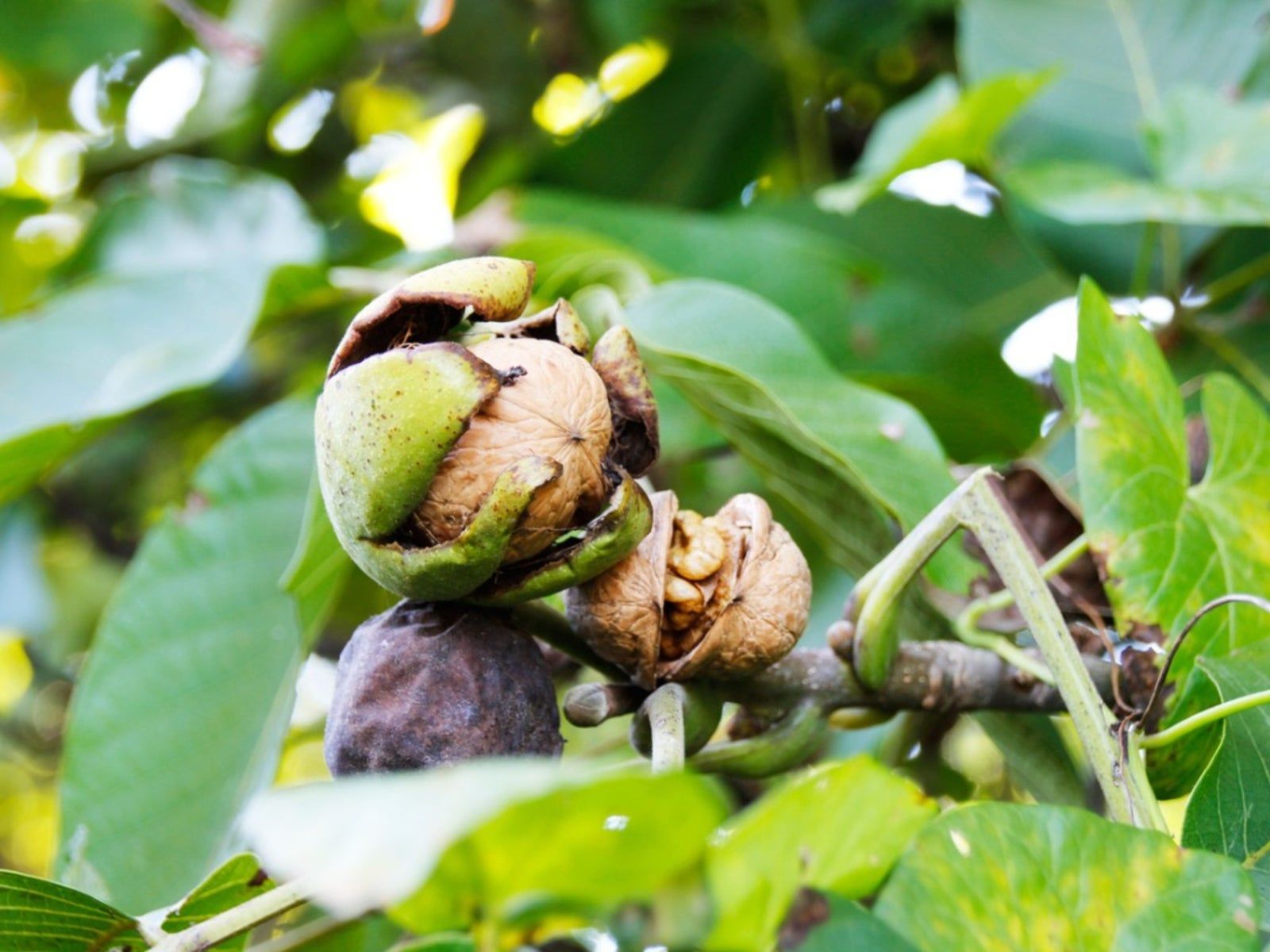 1600x1200 Walnut Tree Care To Grow A Walnut