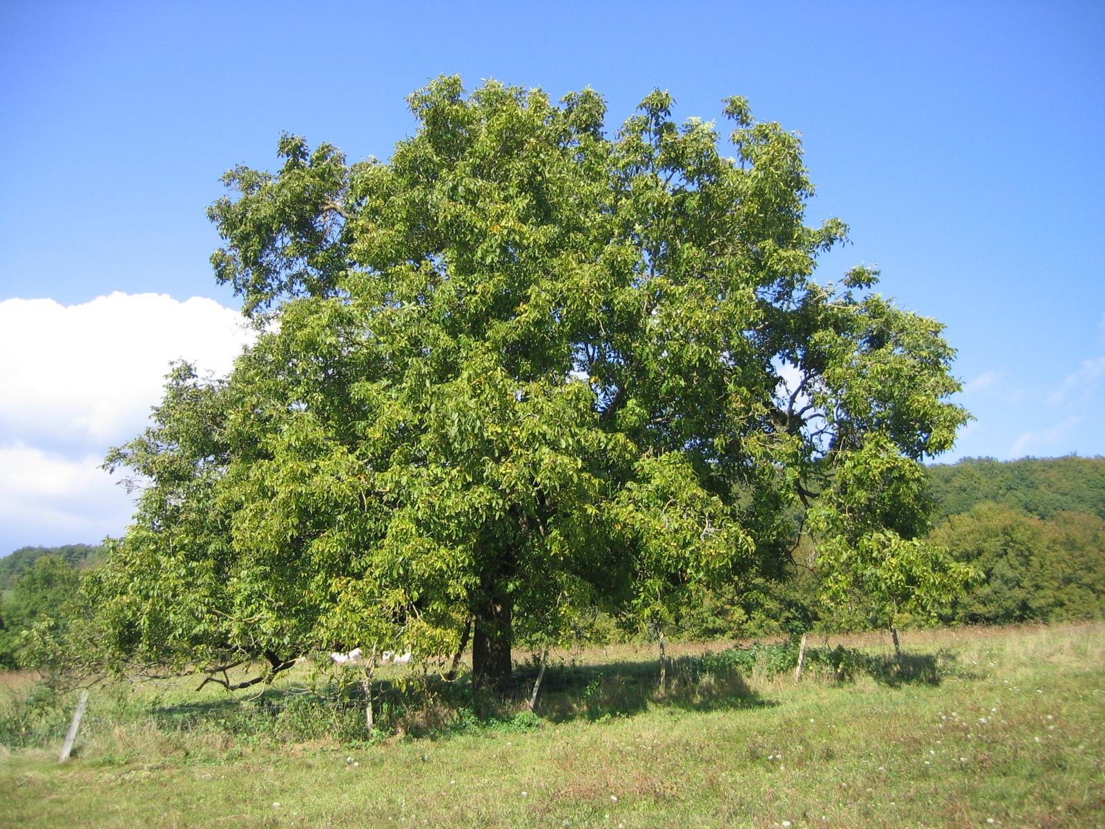 1600x1200 Walnut tree (Juglans regia), France