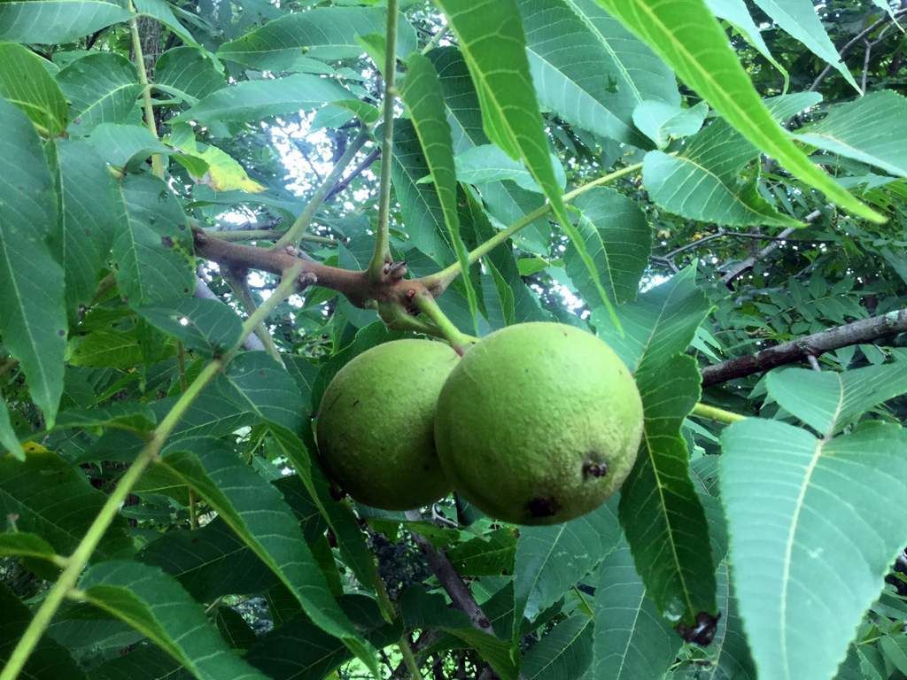 1024x768 Anatomy of a Black walnut. Crow's Path