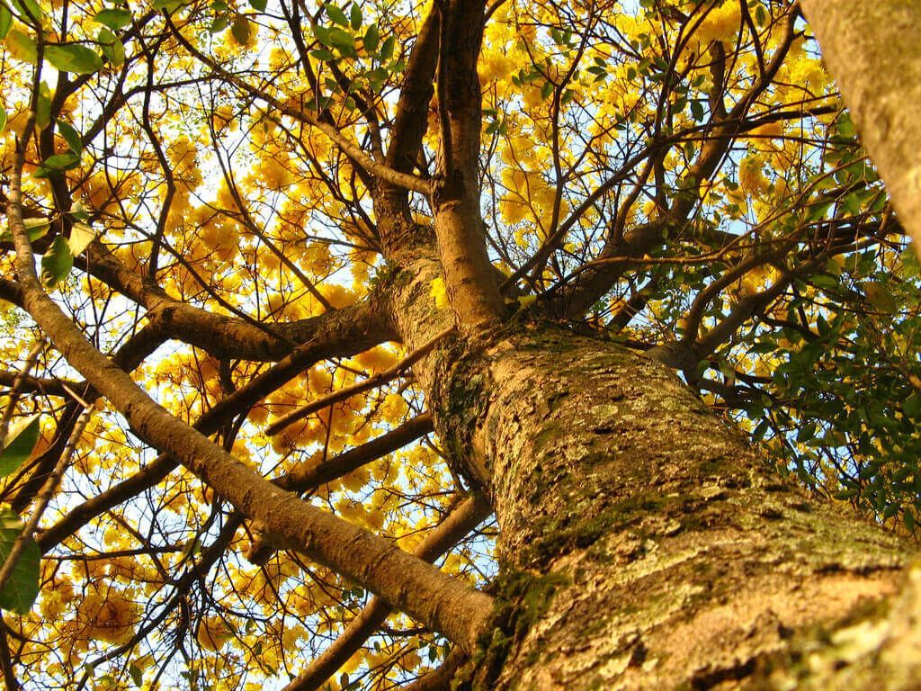 1024x768 Species Profile: Brazilian Walnut Ipe