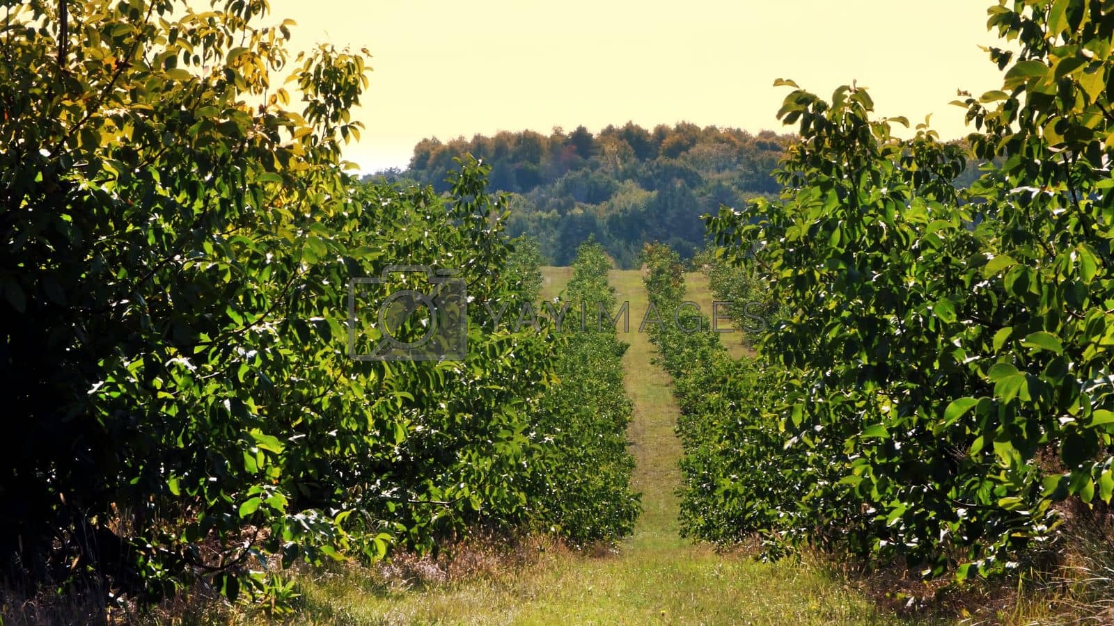 1600x900 rural plantation with ripening walnuts