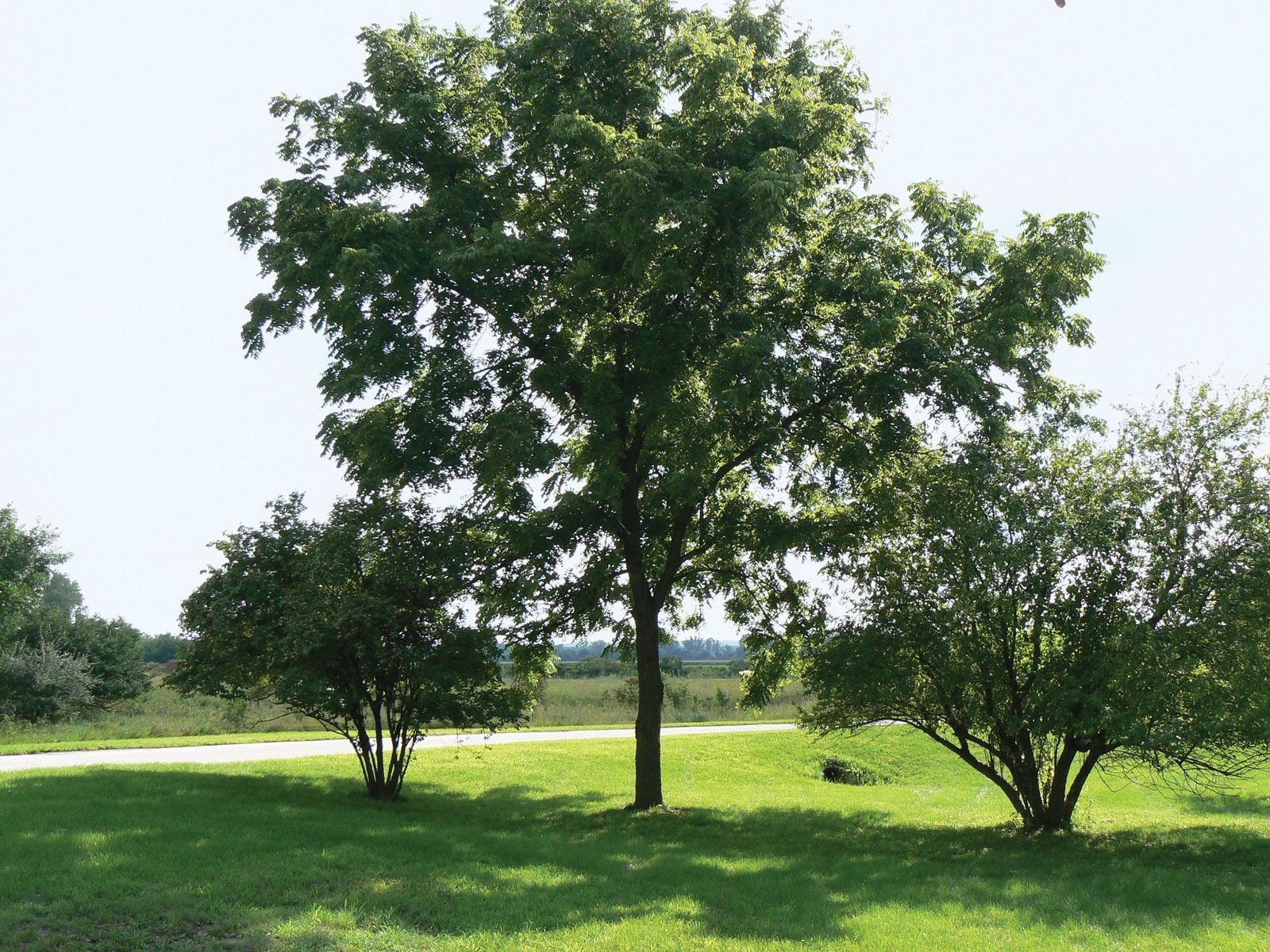 1600x1200 Black walnut. Description, Tree, Wood