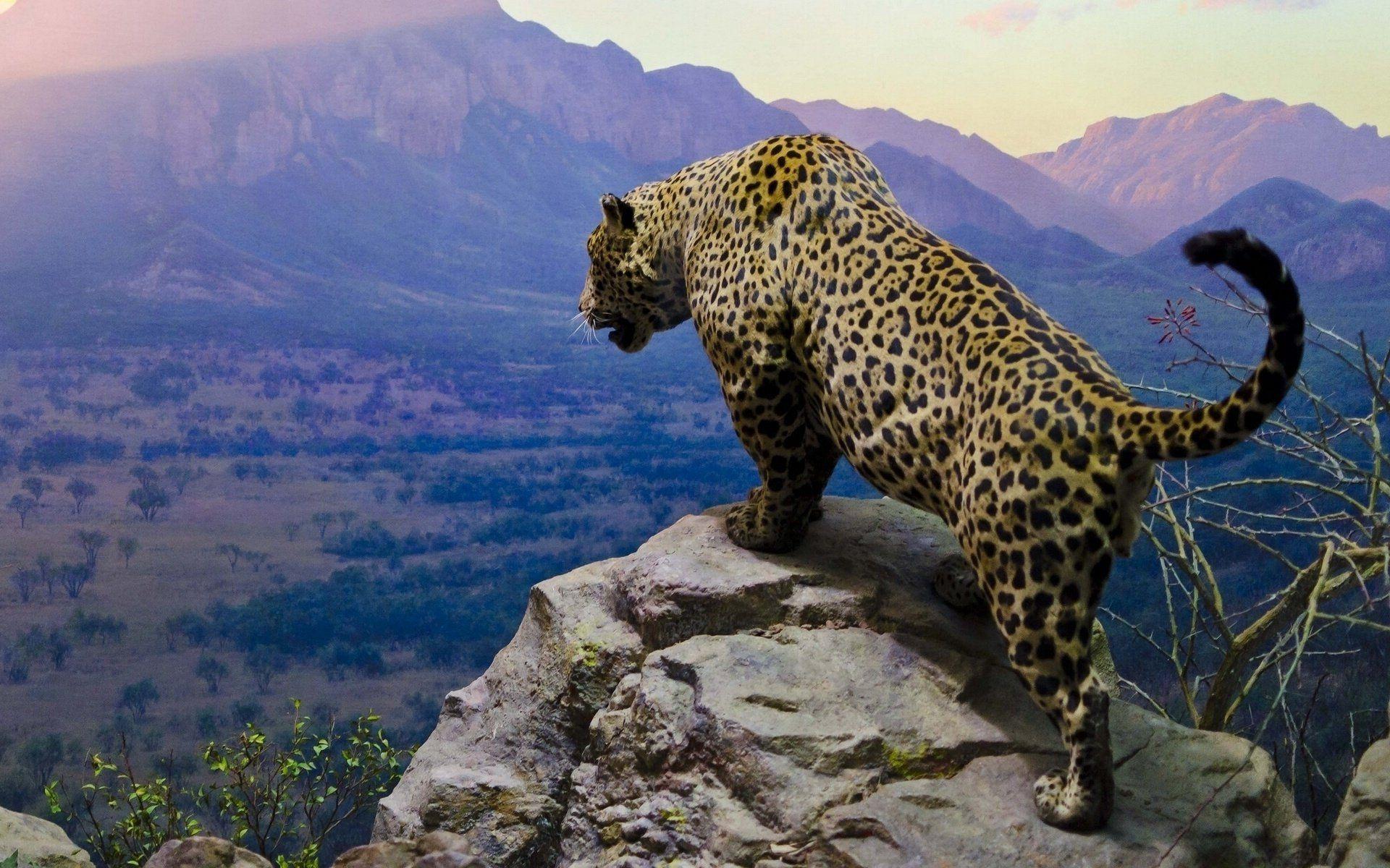 1920x1200 Jaguar Animal Wallpaper