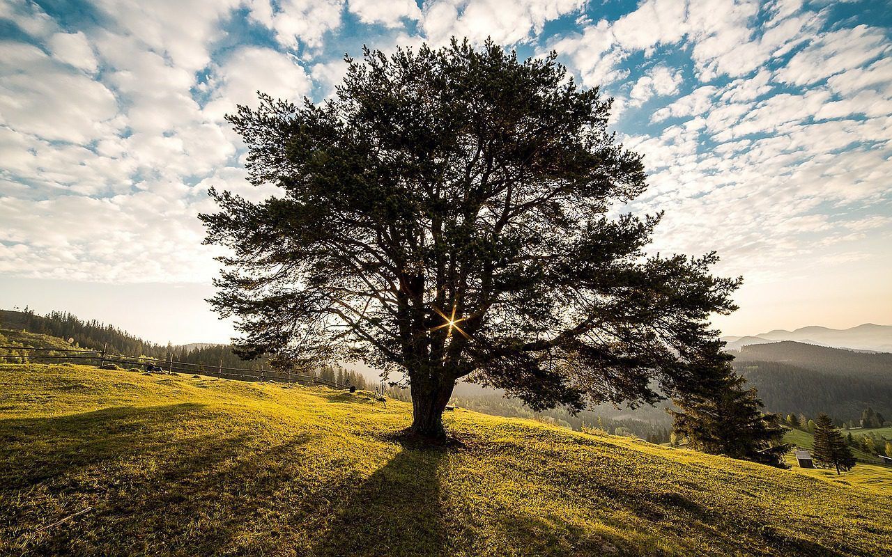 1280x800 Under the Walnut Tree
