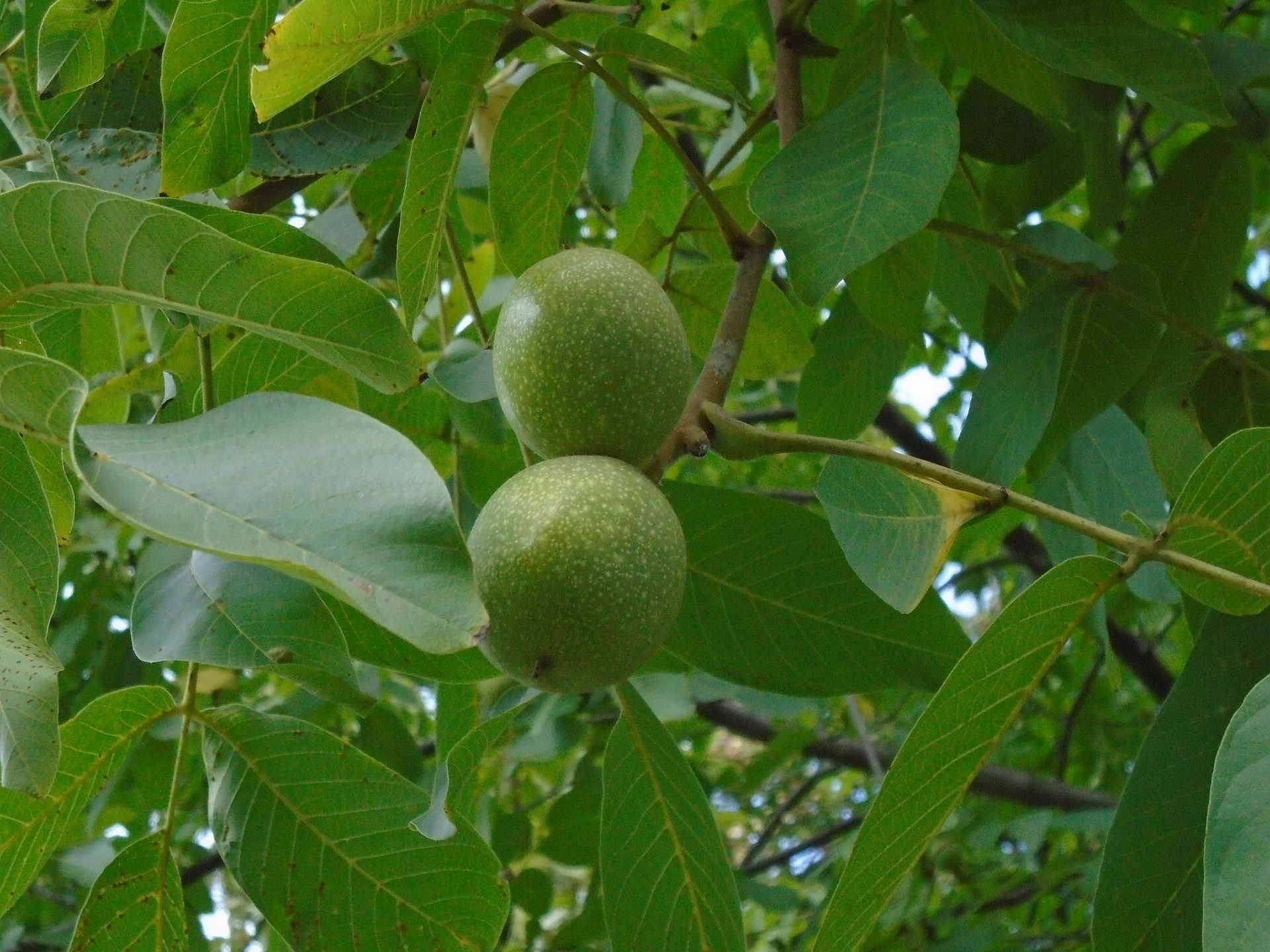 1920x1440 GSP Black Walnut Trees 25 Trees Per