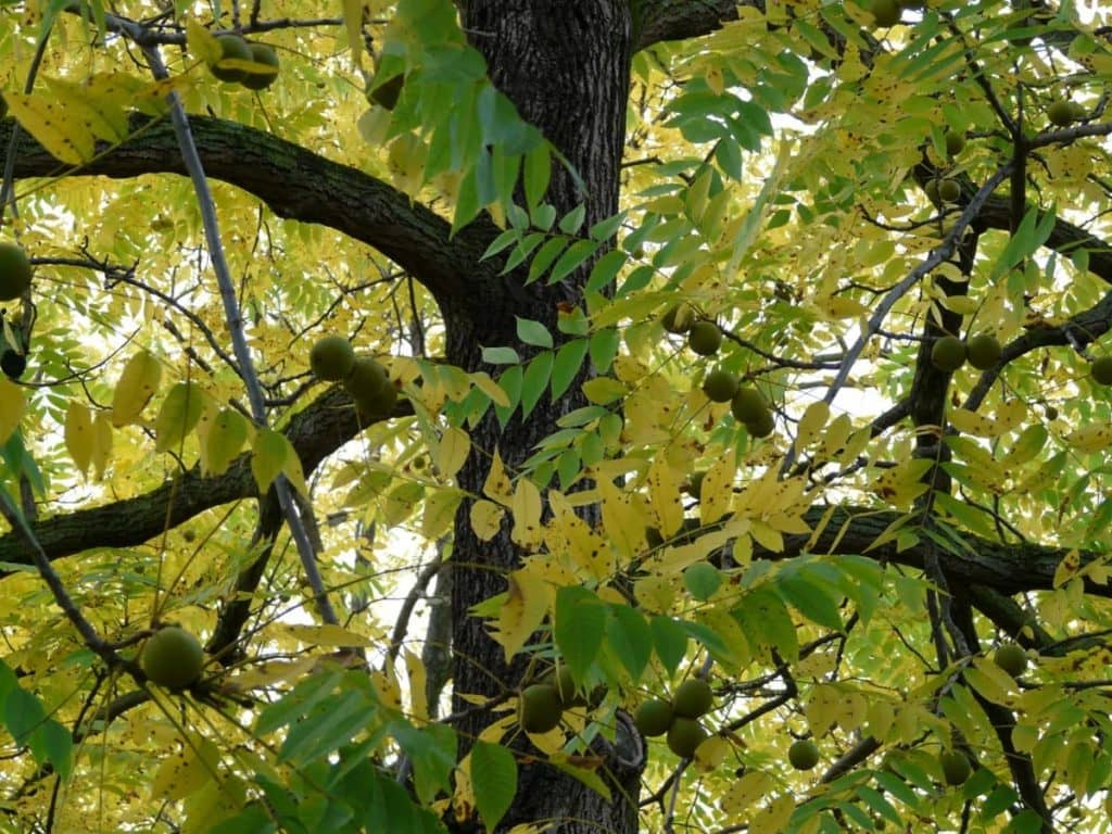 1024x768 Walnut Trees and Juglone. Ag News Kentucky
