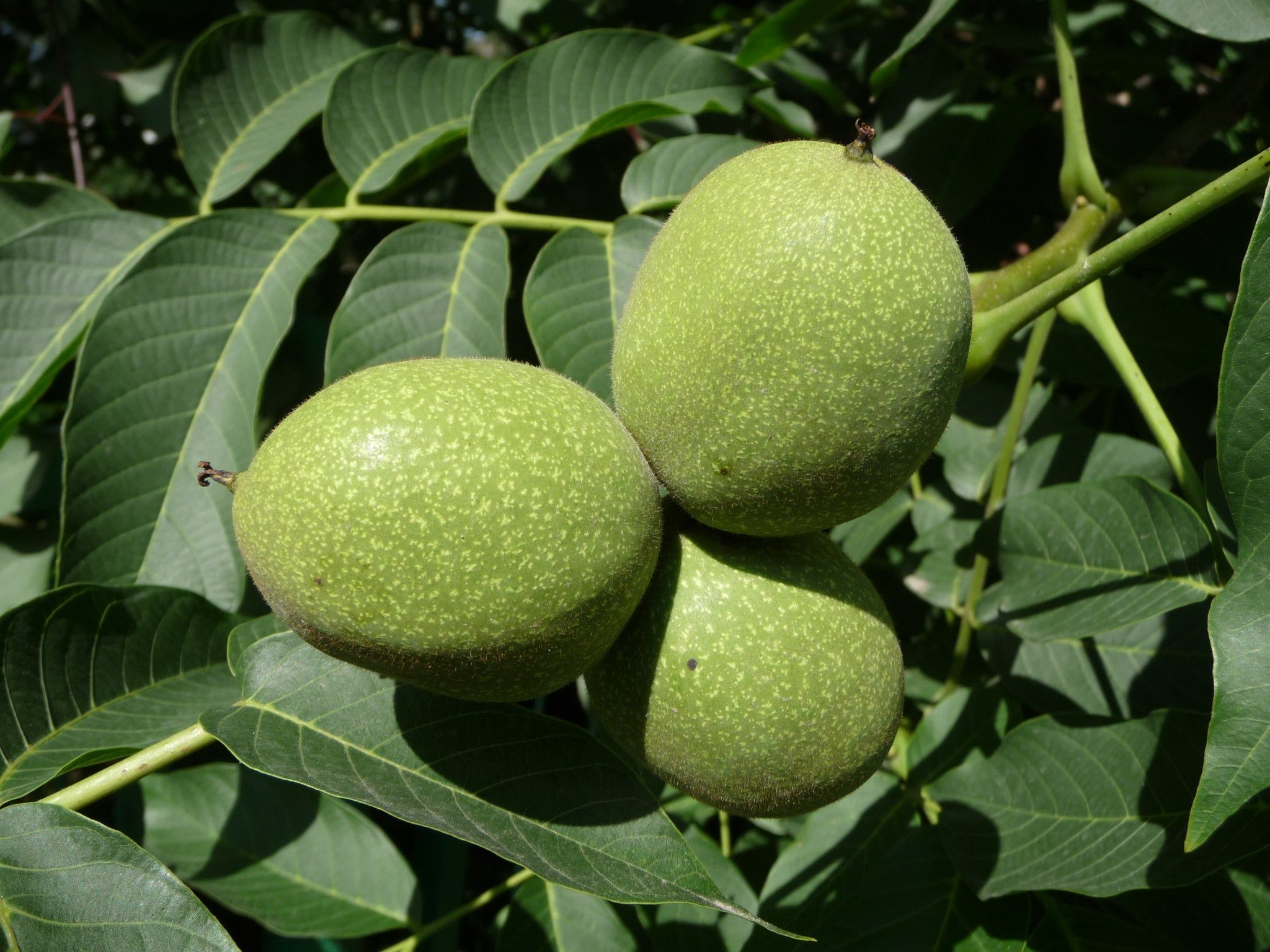 2048x1536 English Walnut Seedling