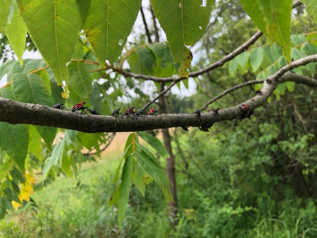 1024x768 Spotted lanternfly damage on walnut