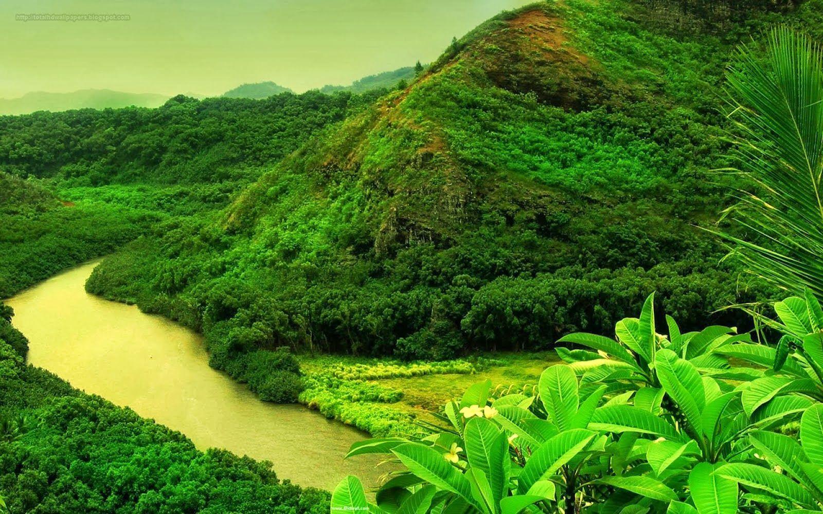 1600x1000 Most Beautiful Green Wallpaper