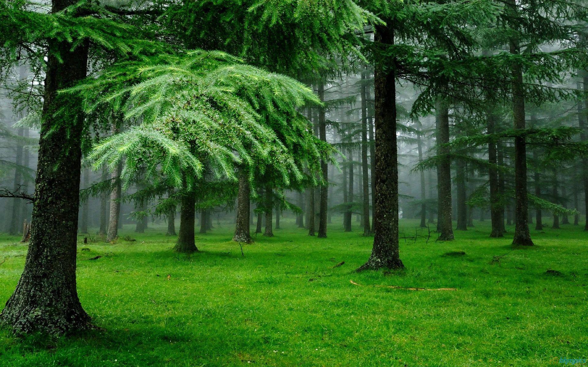 1920x1200 Green Nature Wallpaper