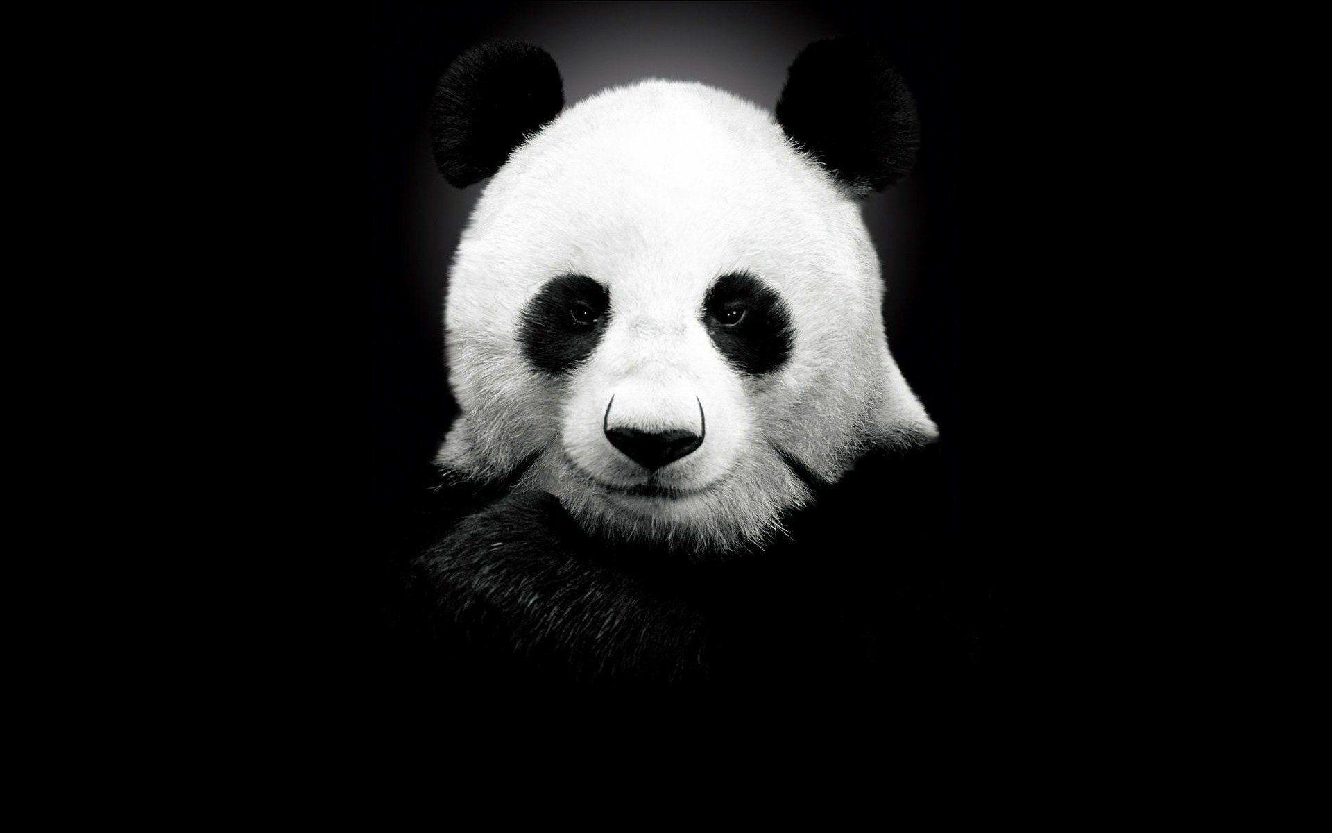 1920x1200 Animals Pandas Black Monochrome