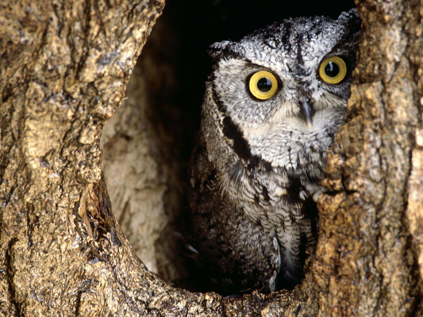 1600x1200 Owl Wallpaper download free now at