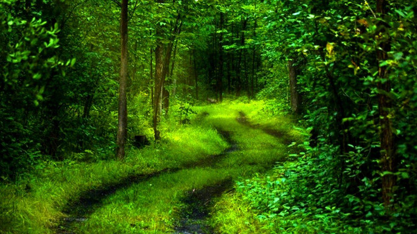 Green Nature Wallpapers Top Free Green Nature Backgrounds Wallpaperaccess 