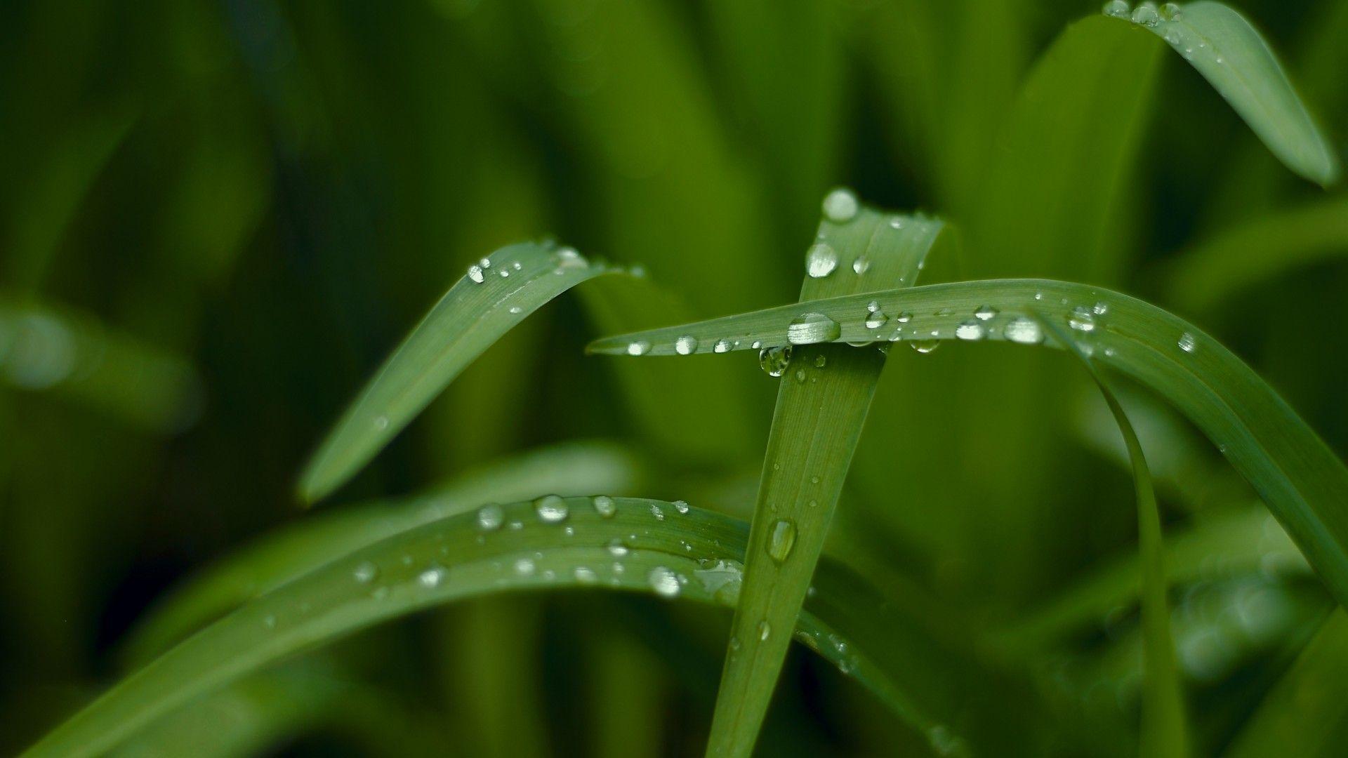 1920x1080 Wallpaper Grass, HD, 4k wallpaper, macro, drops, green