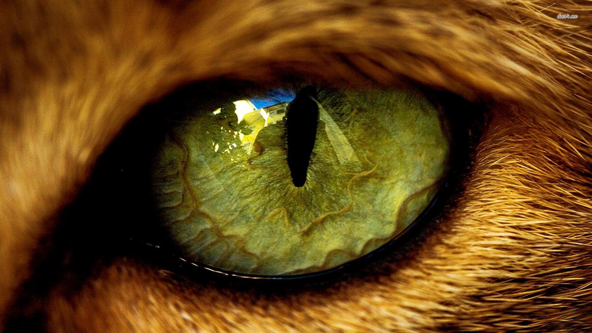 1920x1080 Animal Wallpaper, HD Quality Animal Image, Animal