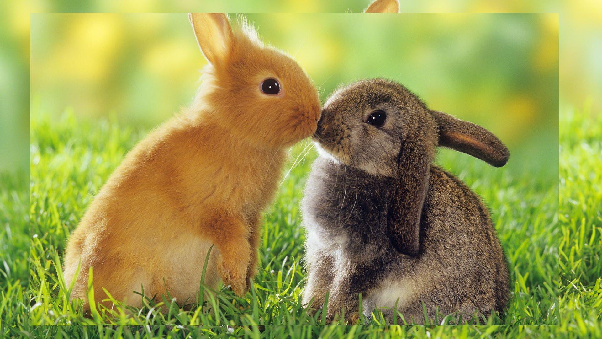 1920x1080 Free Best HD Unique animal Wallpaper. Free Download HD