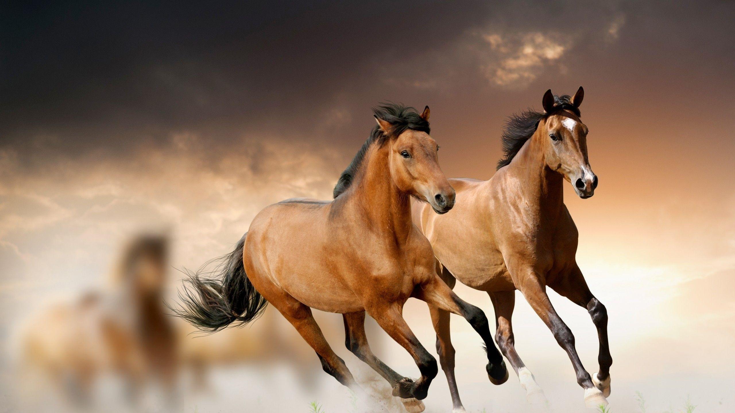 2560x1440 Cool Animal Wallpaper (the best image in 2018)