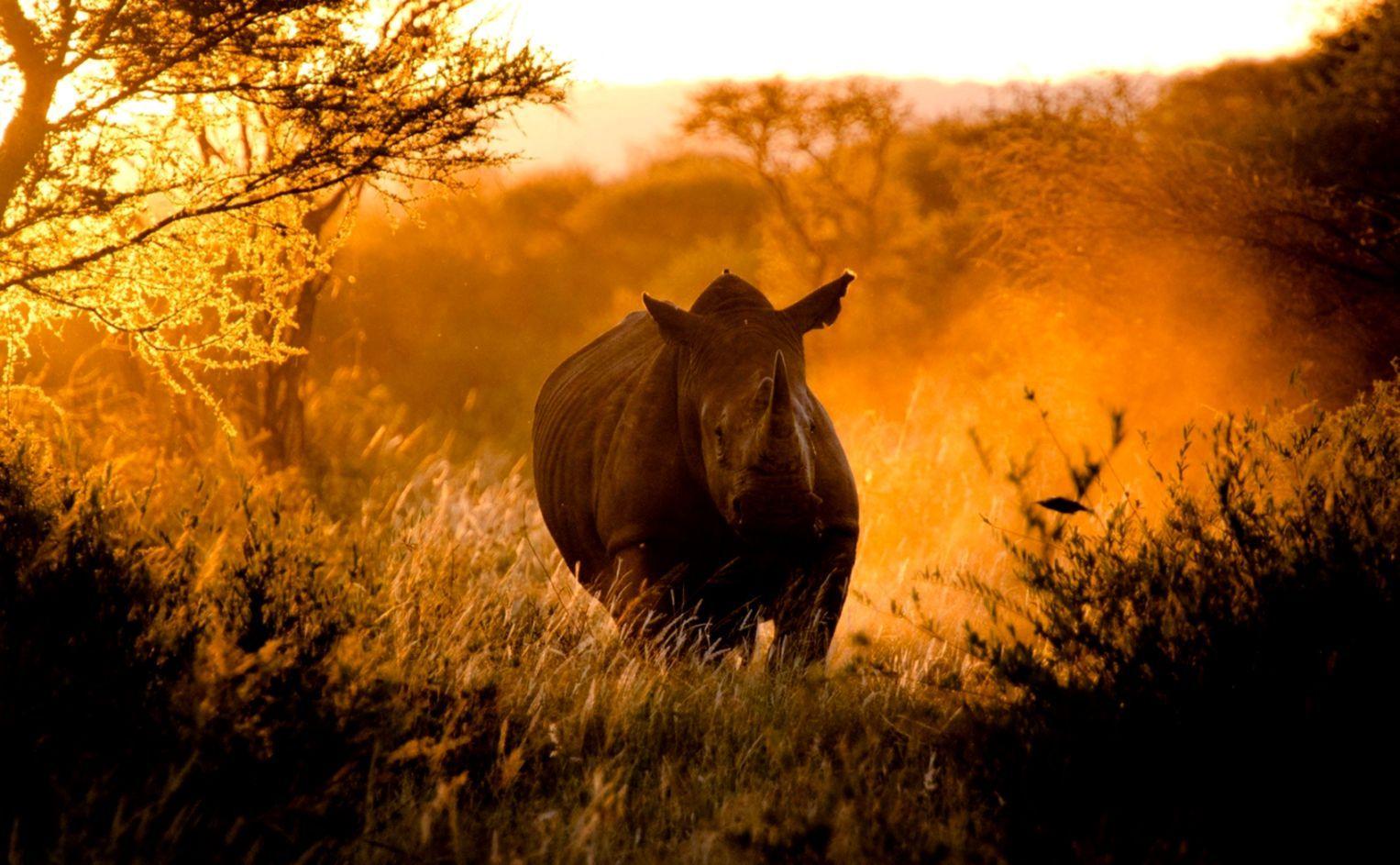 1527x943 Best HD Animal Wallpaper
