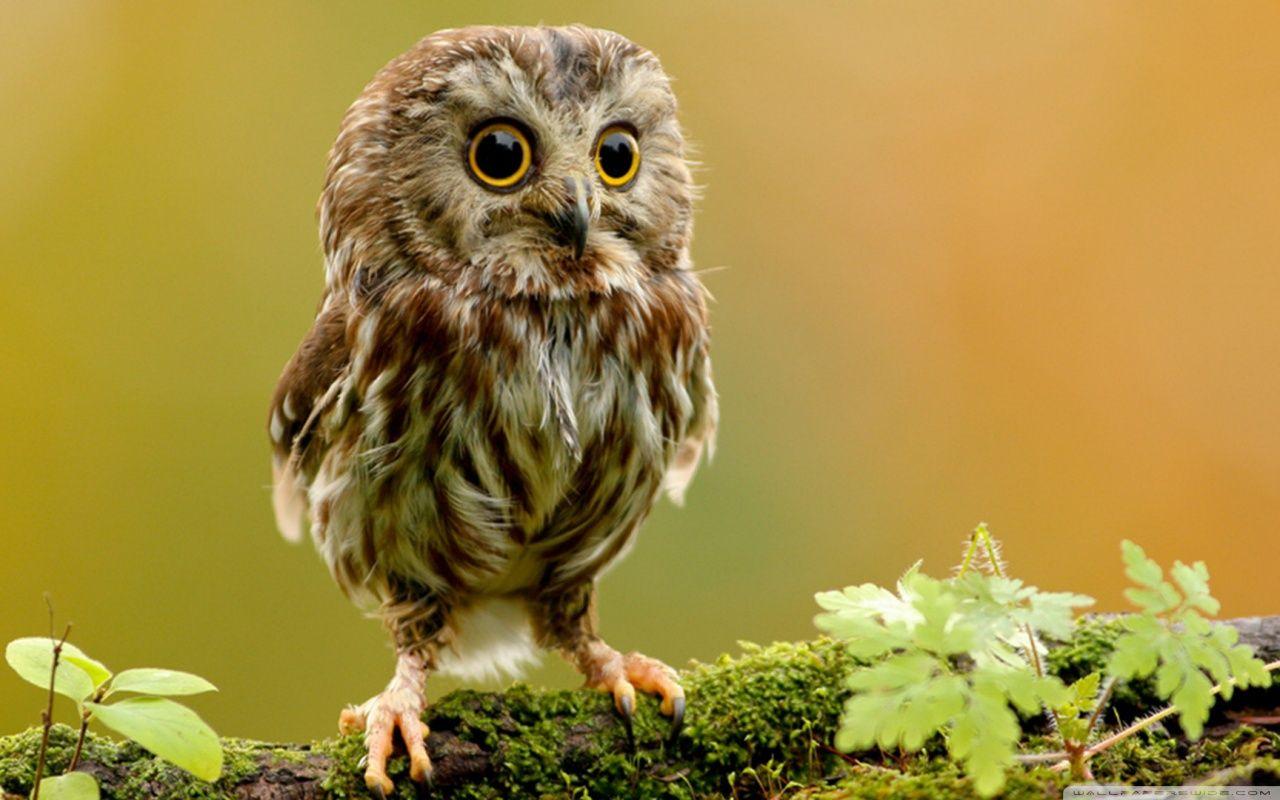 1280x800 Owl Wallpaper