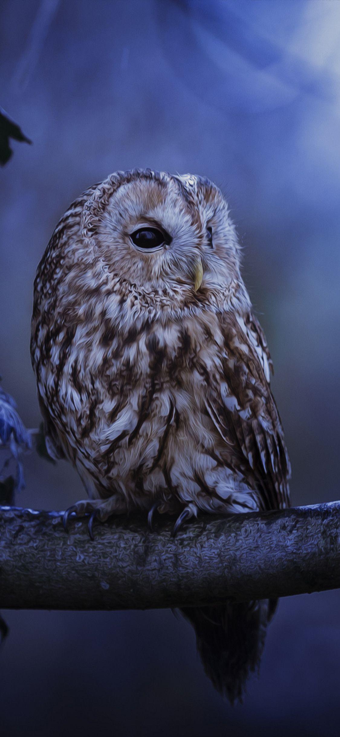 HD Owl Wallpapers - Top Free HD Owl Backgrounds - WallpaperAccess