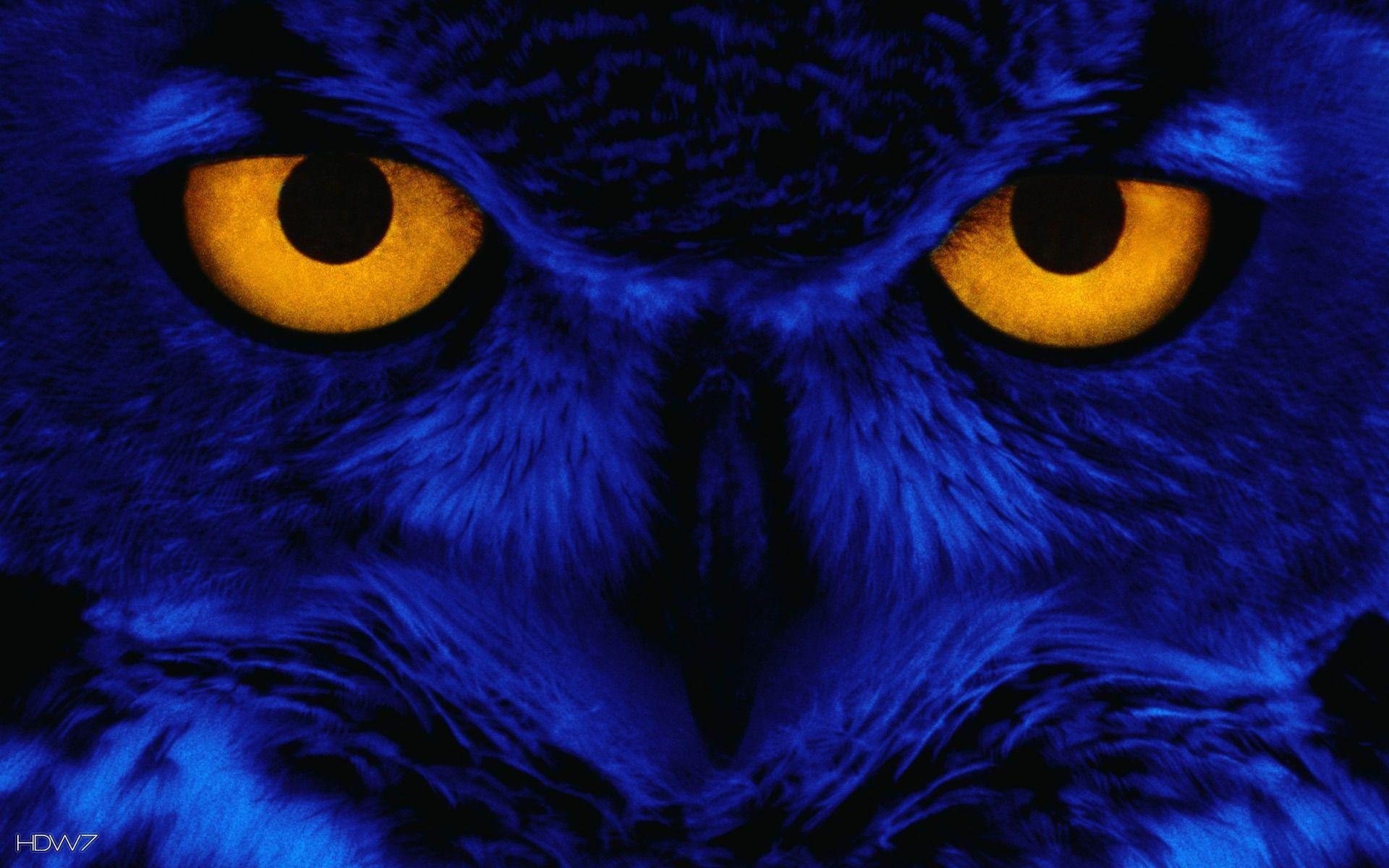 1920x1200 Blue Owl Wallpaper