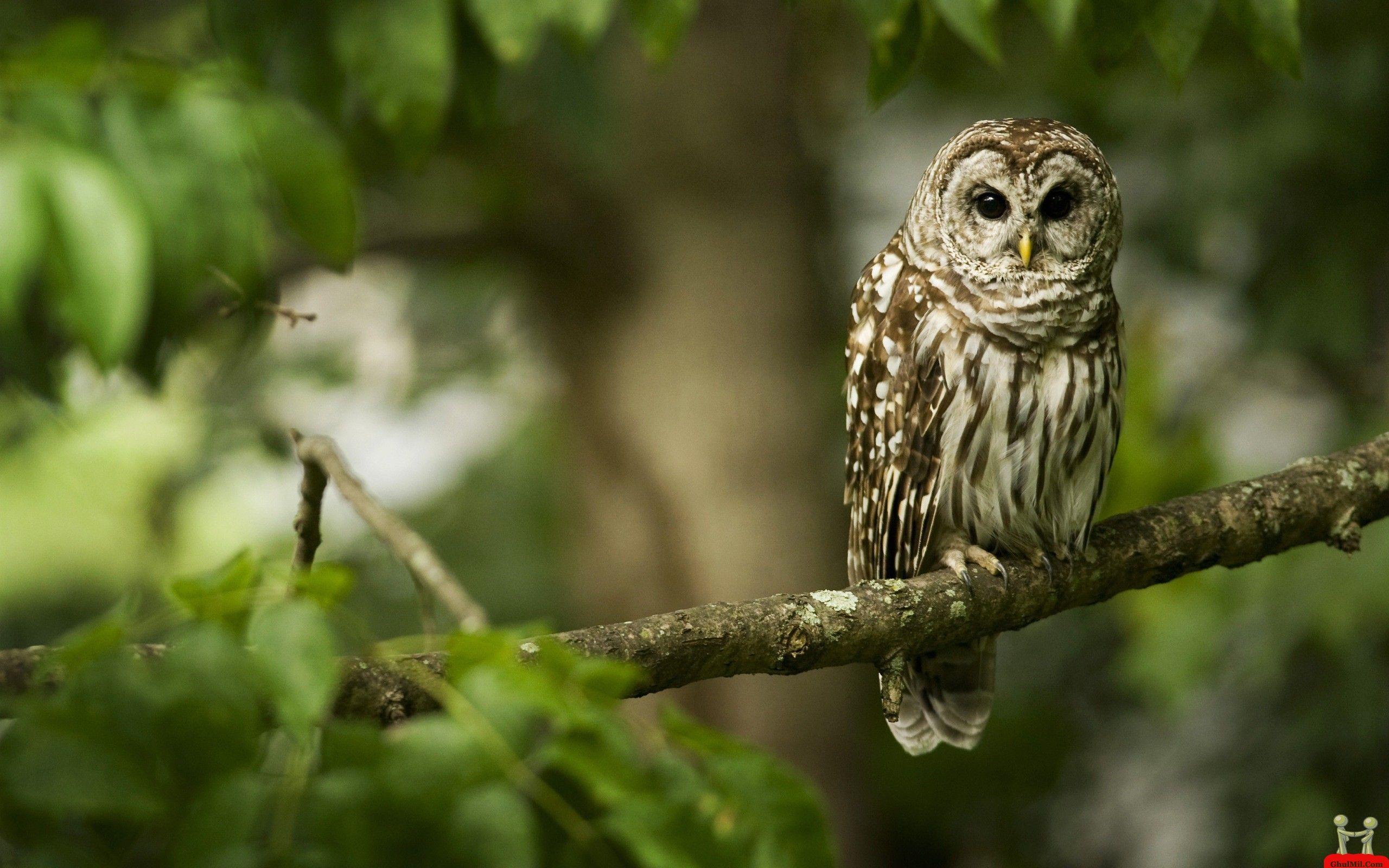 2560x1600 HD Owl Wallpaper