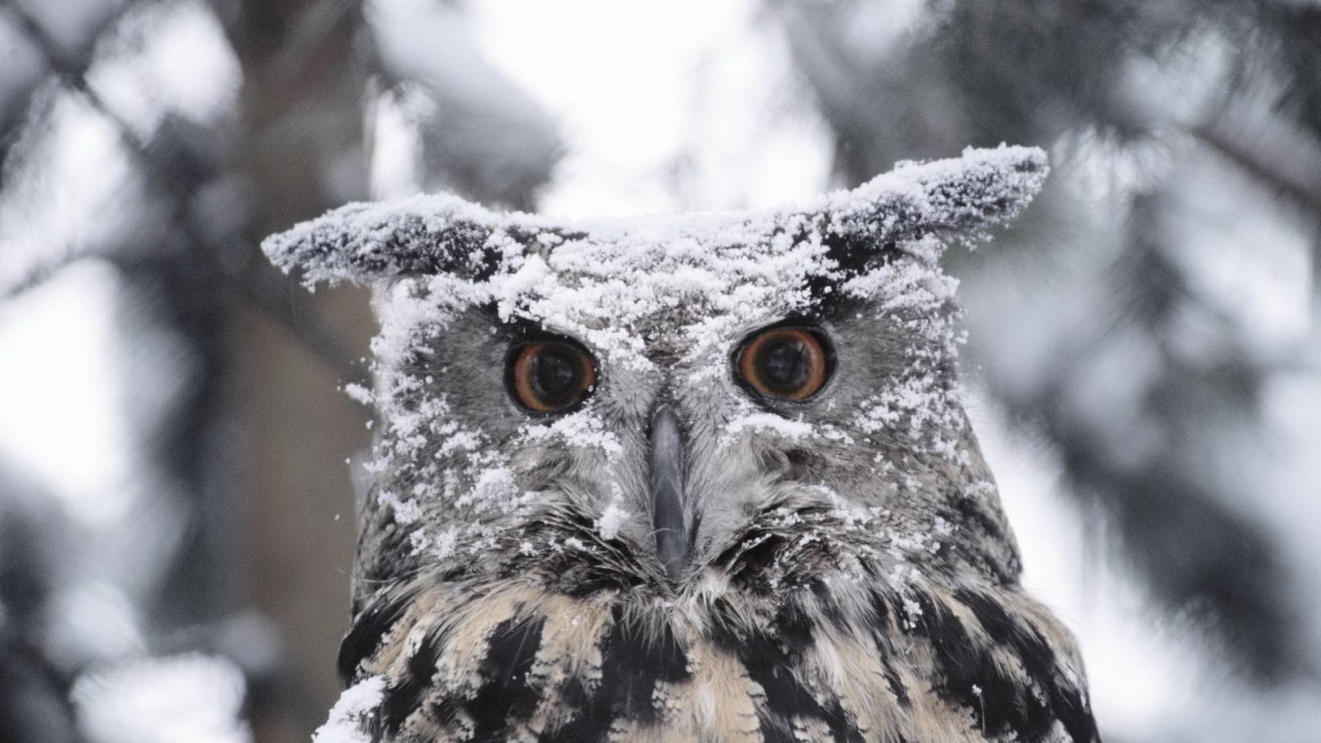 1920x1080 Snowy Owl HD Wallpaper