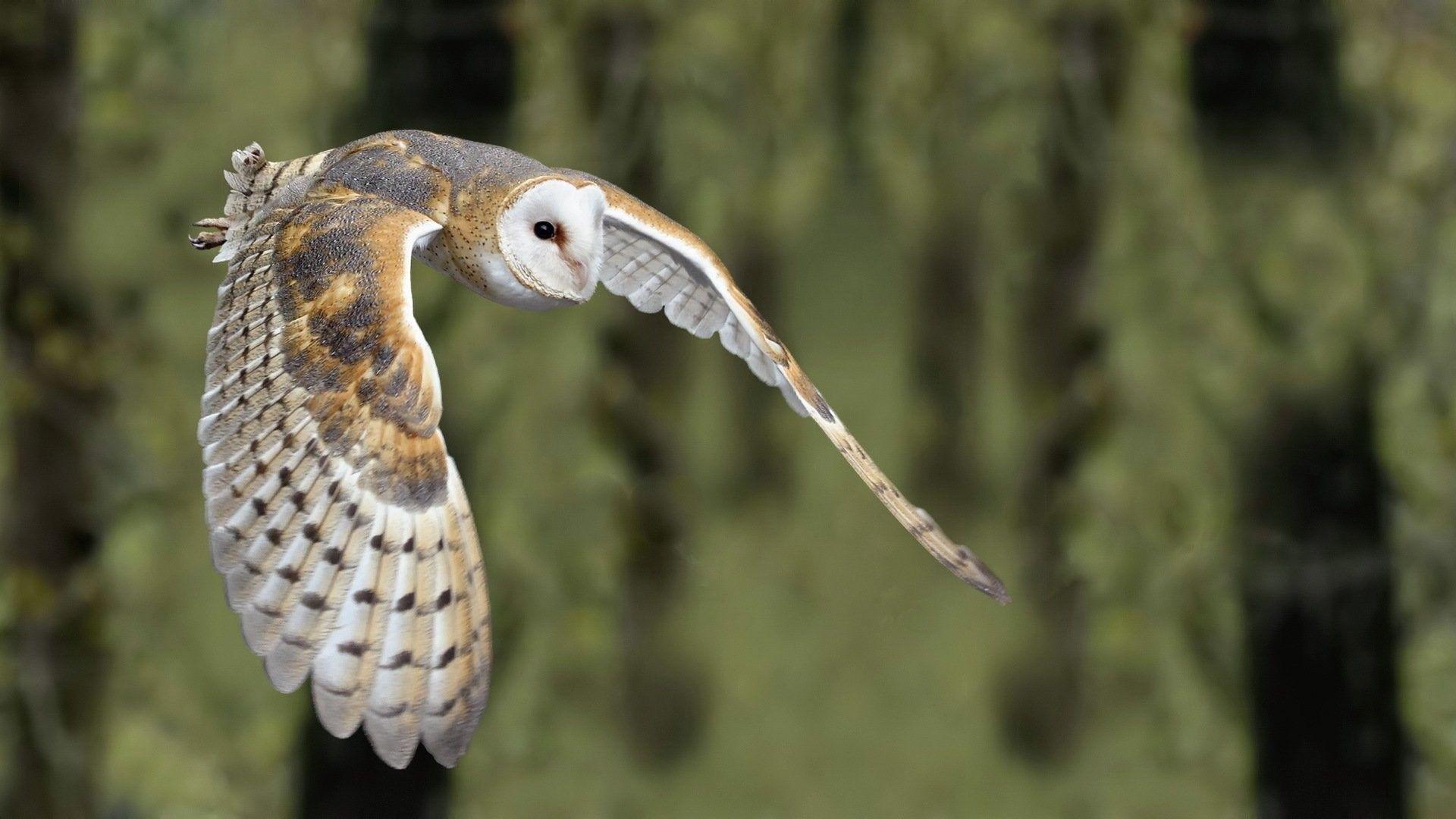 1920x1080 Barn Owl Wallpaper