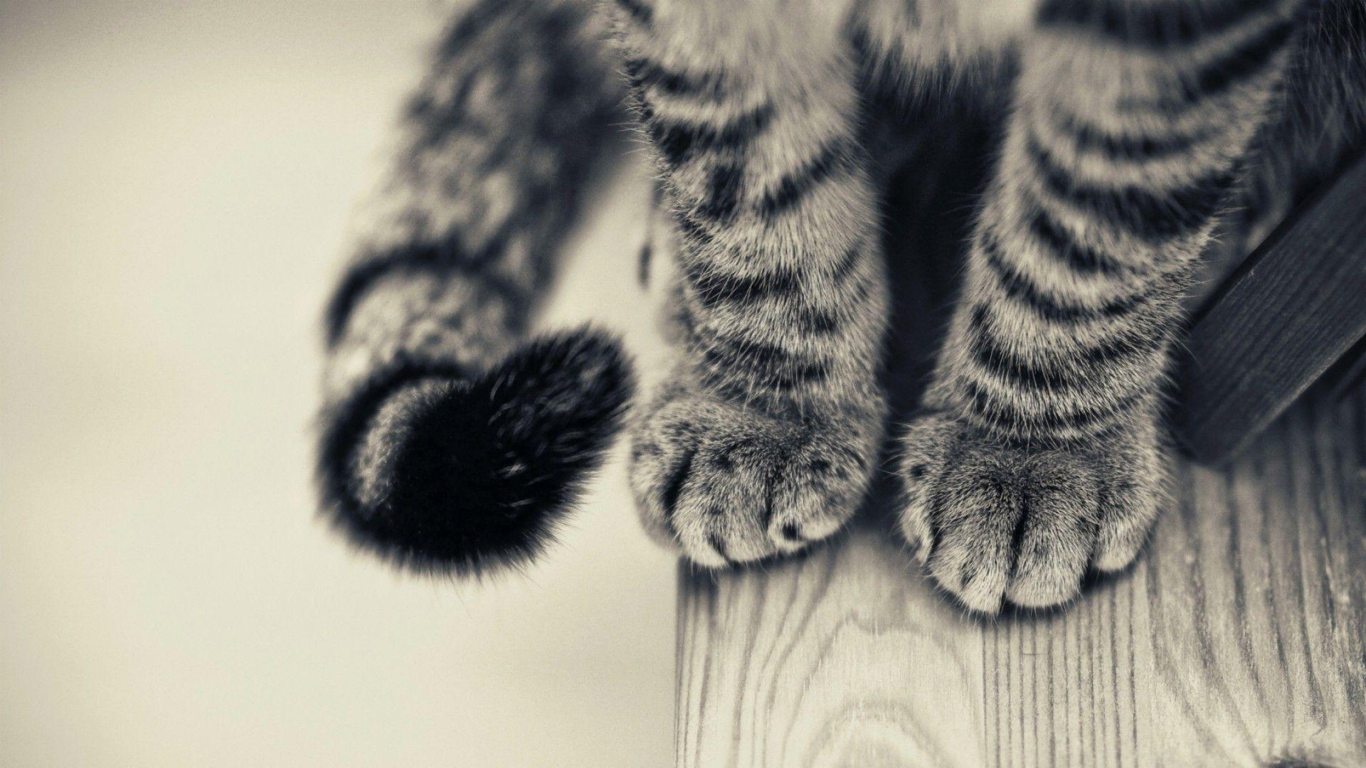 1920x1080 Hipster Cat Wallpaper Background • dodskypict