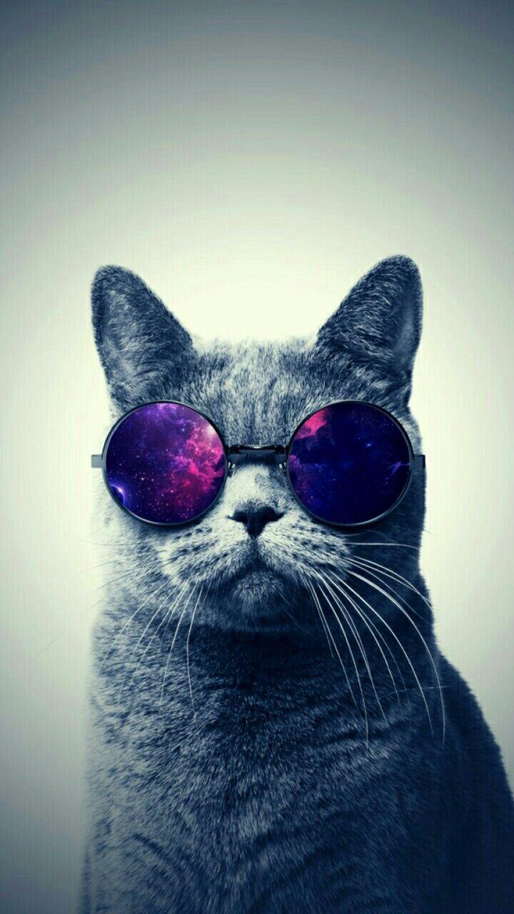 720x1280 wallpaper animal