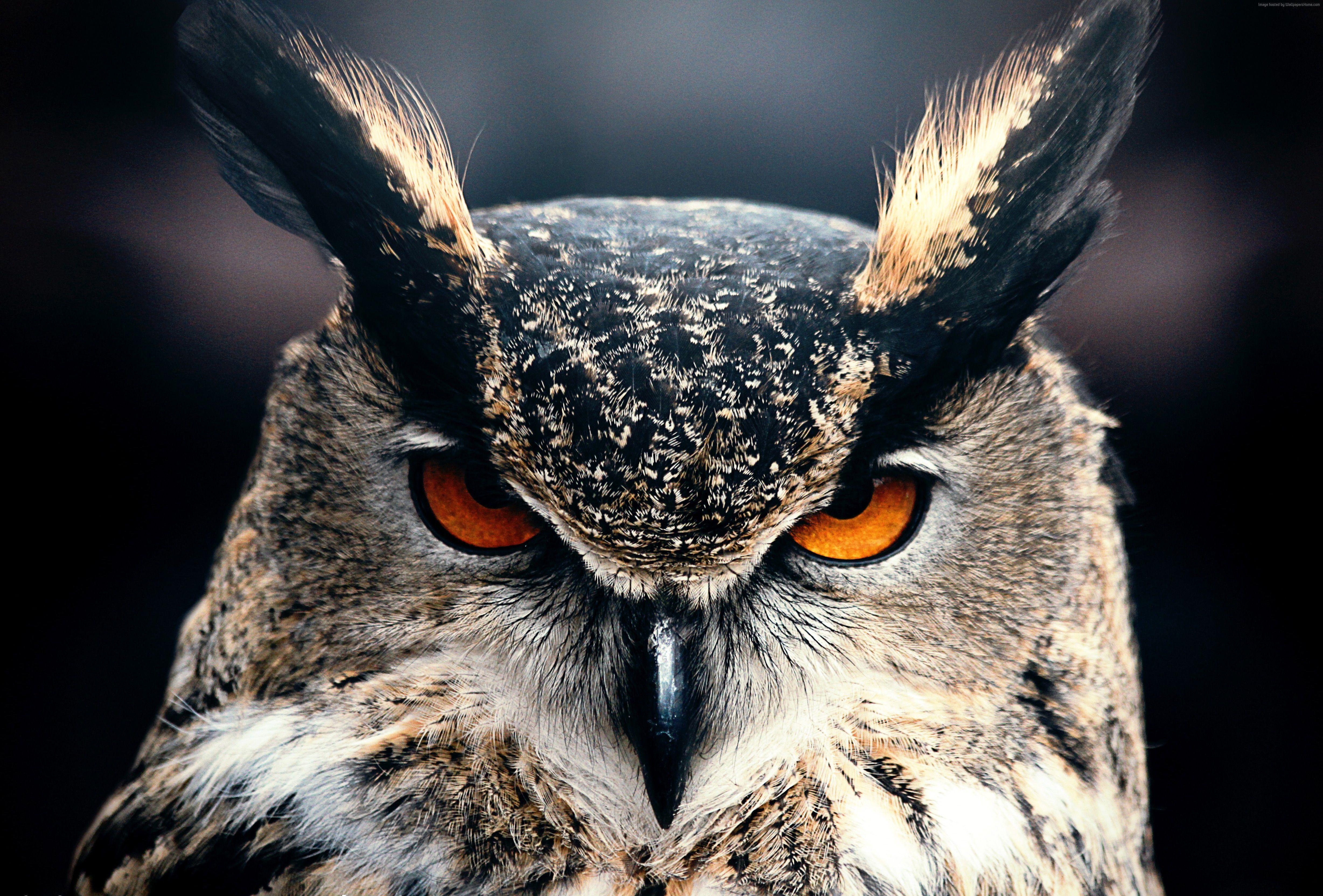 4912x3328 Owl Closeup 4k, HD Birds, 4k Wallpaper, Image, Background