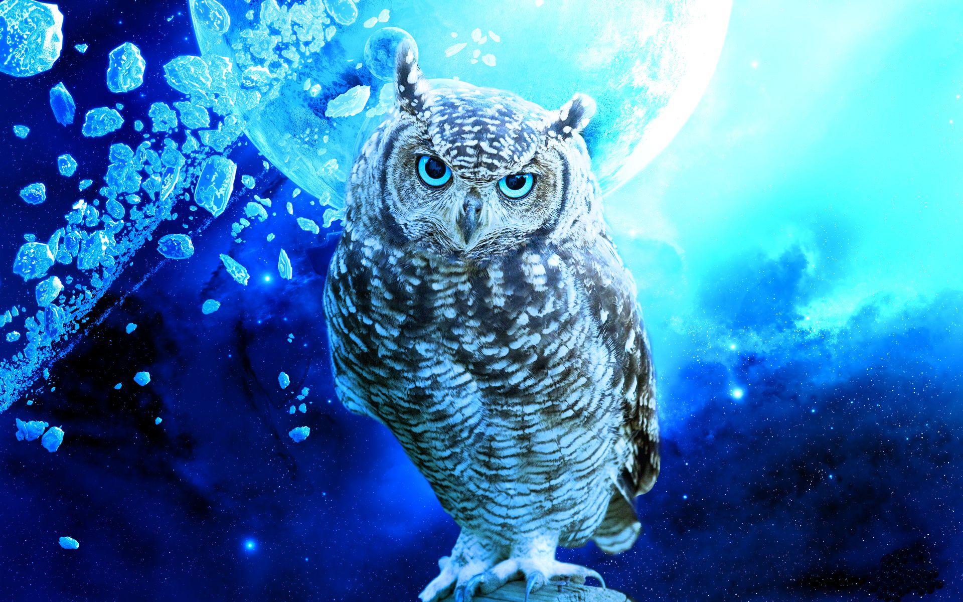 1920x1200 Owl Wallpaper