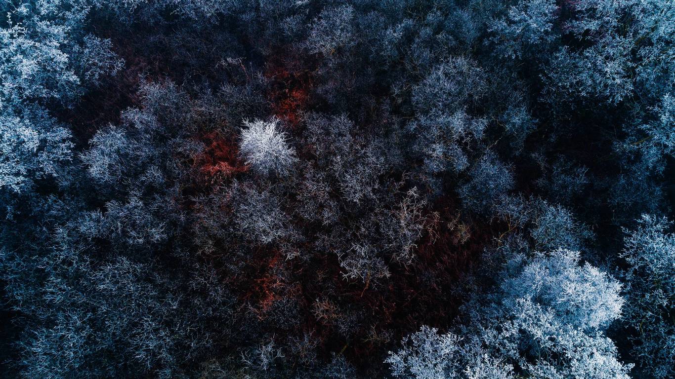 1366x768 The Red Ice Forest 1366x768 Resolution HD 4k