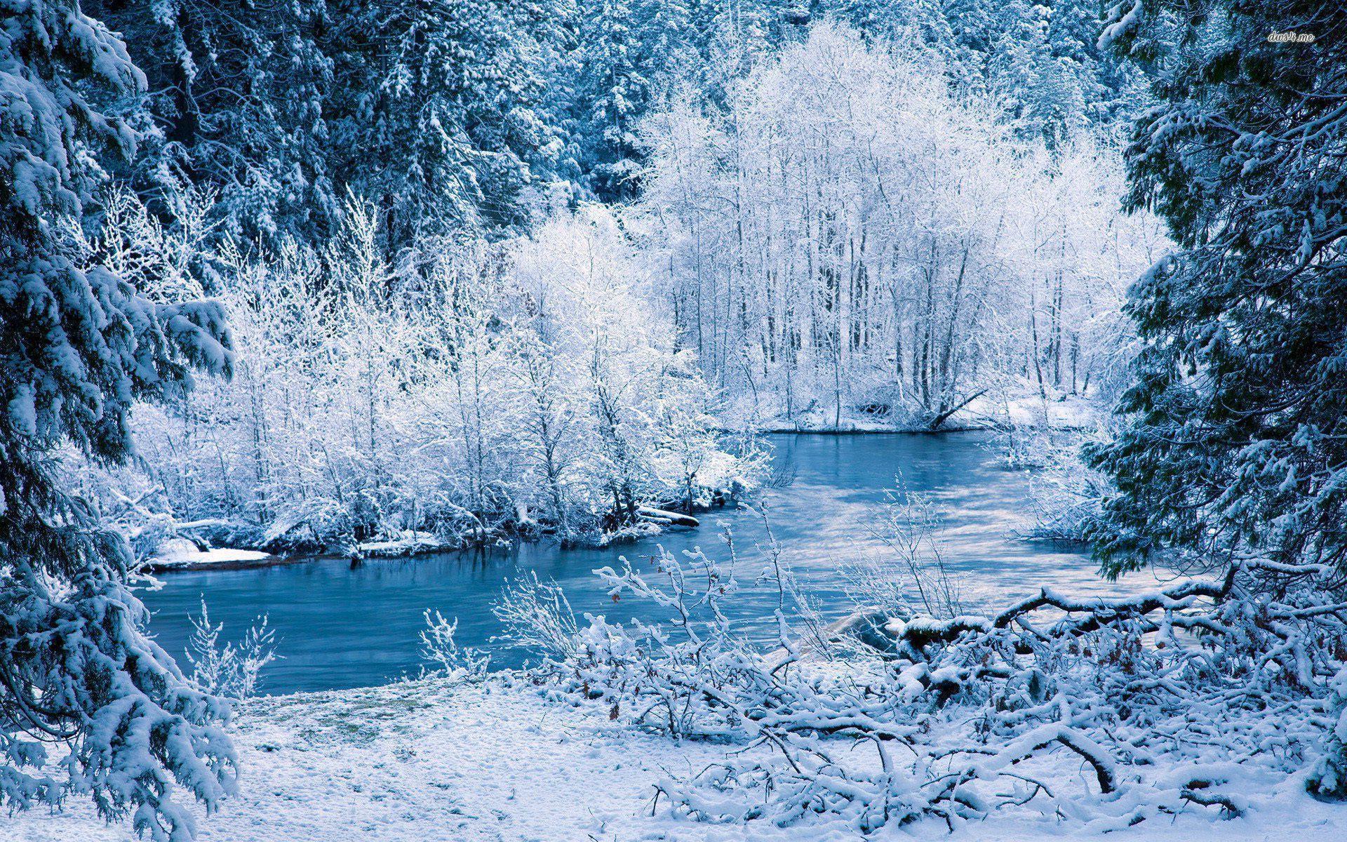 1920x1200 Winter Forest Wallpaper