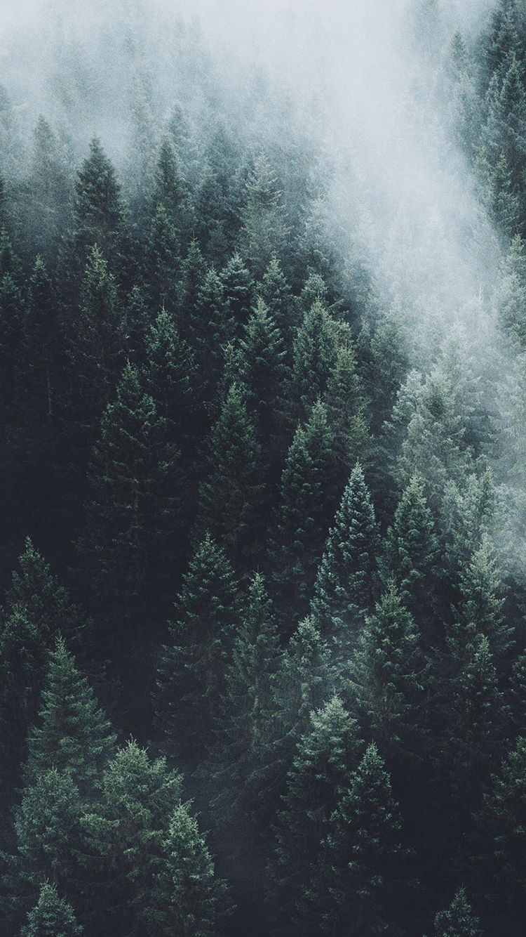 750x1334 dpc_photography_. Cozy CHRISTMAS!. Forest