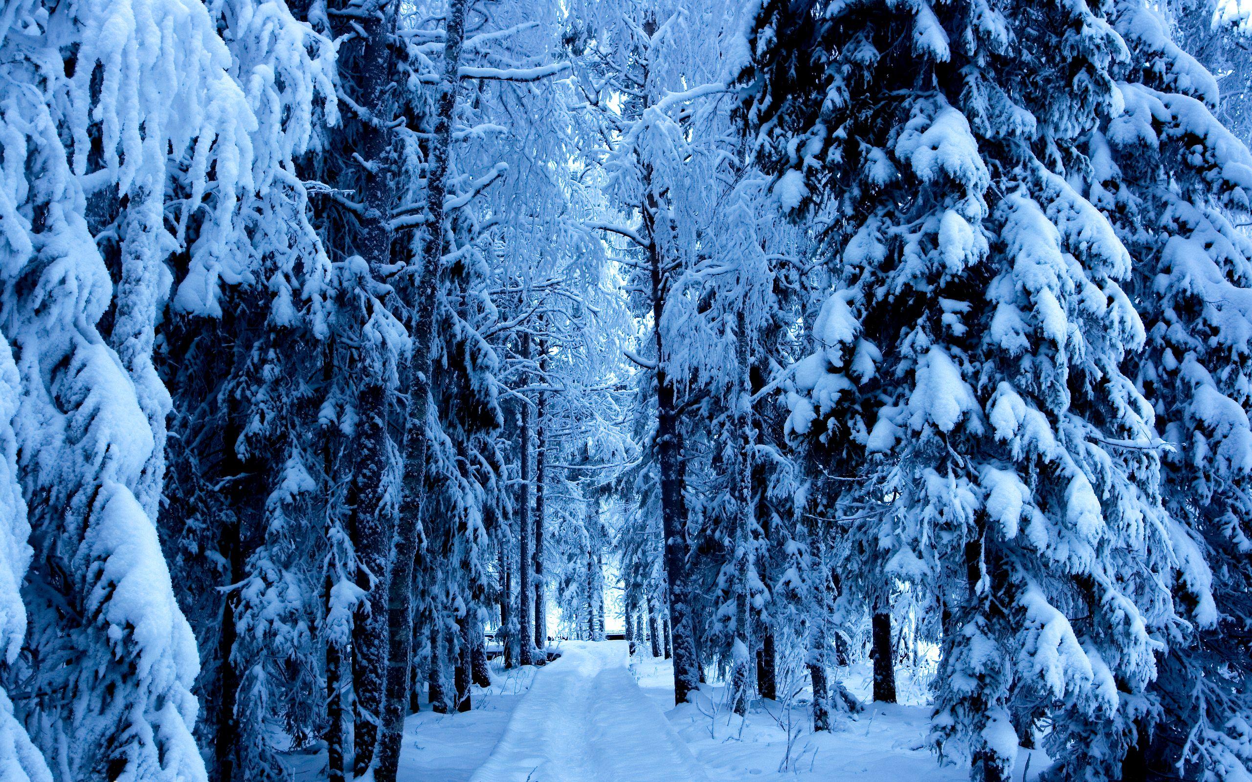 2560x1600 Gorgeous HD Winter Wallpaper