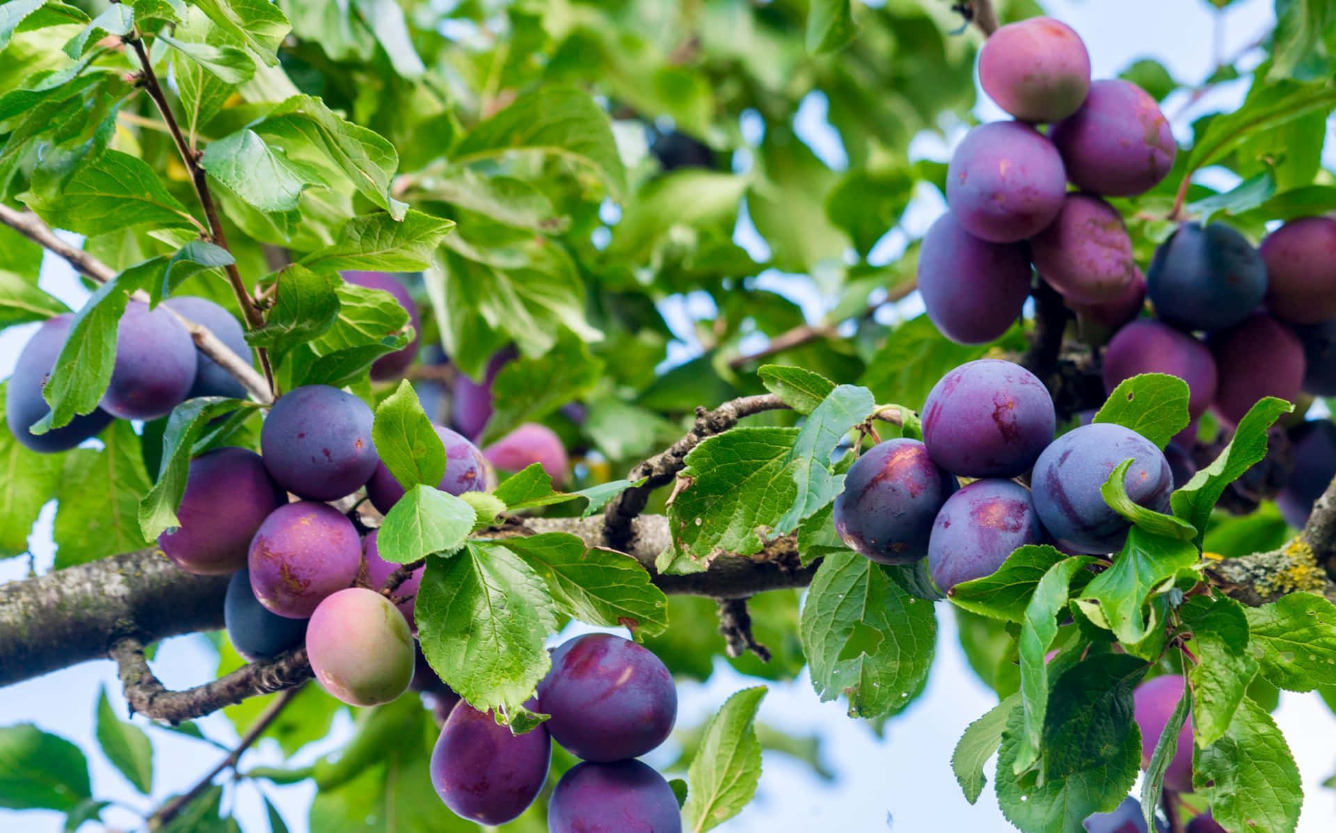 1920x1198 Plum Wallpaper