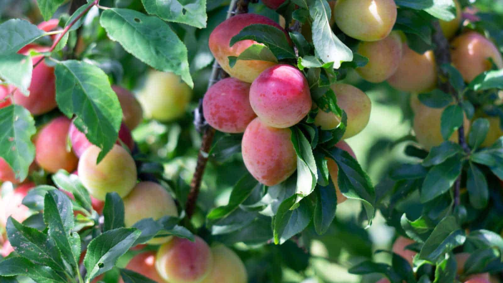 1600x900 Plum Tree Complete Guide: Caring