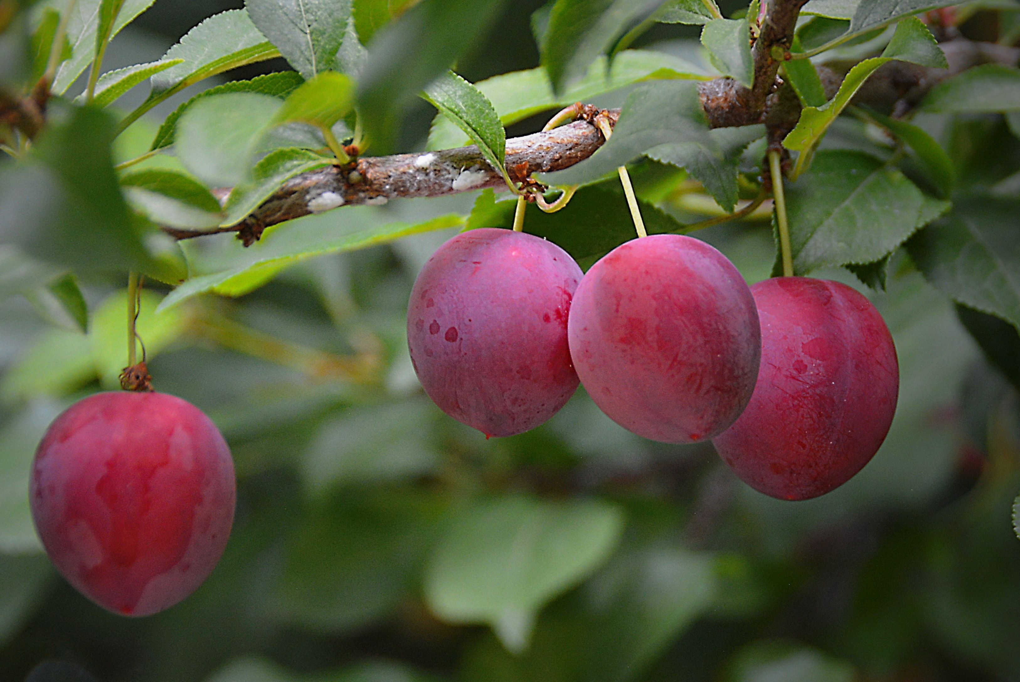 3252x2175 Nature Leaf Branch Food Plum HD Wallpaper