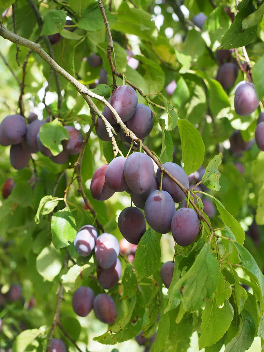 910x1213 ripe fruit Wallpaper