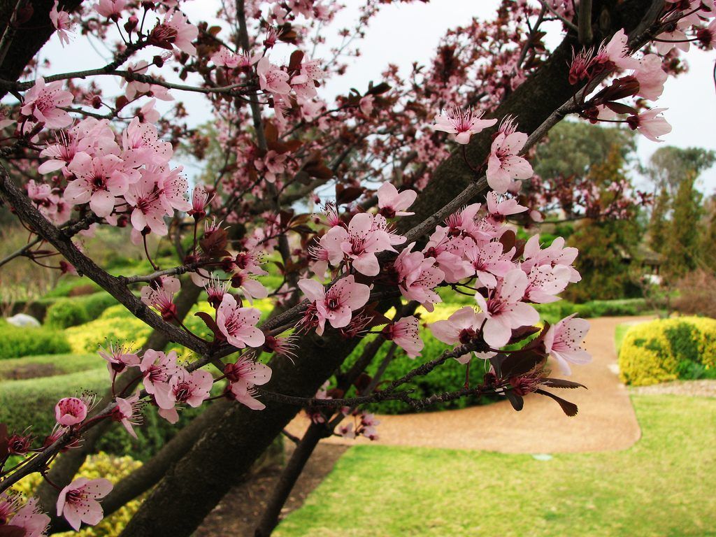 1024x768 Purple Leafed Plum Tree Prunus “Nigra