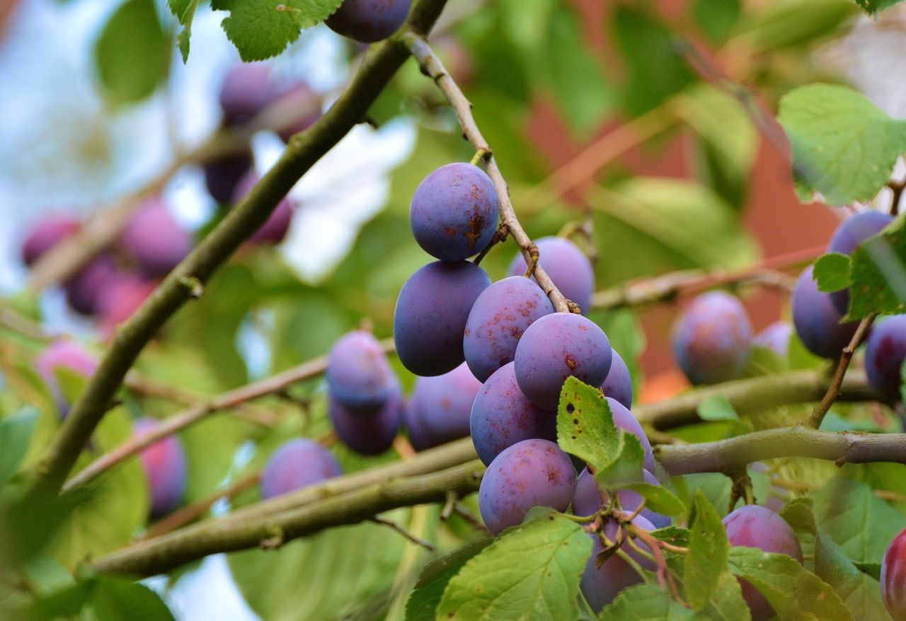 1280x878 Blossoming Plum & Plum Image