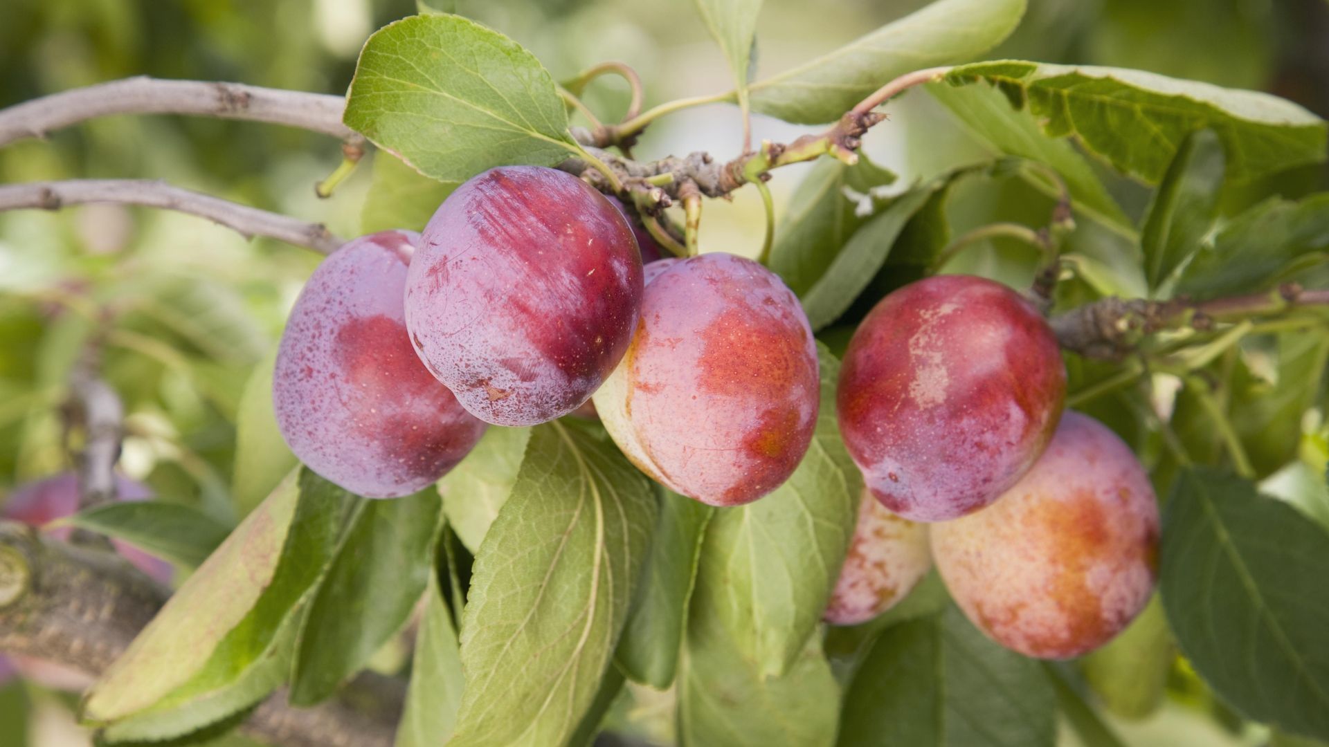 1920x1080 Pinching Plum Shoots