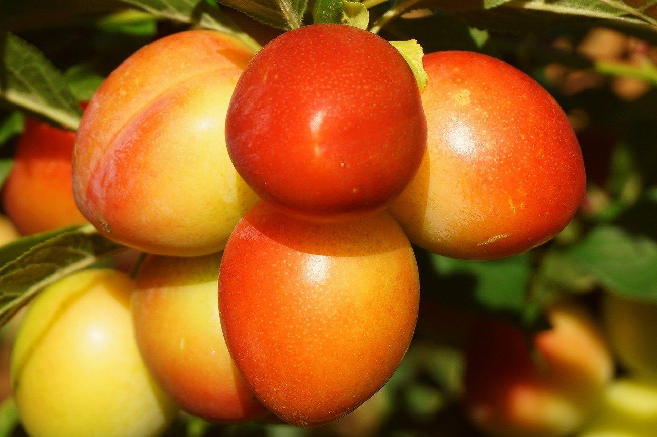 1280x853 Plum Fruit Tree Mirabelle photo