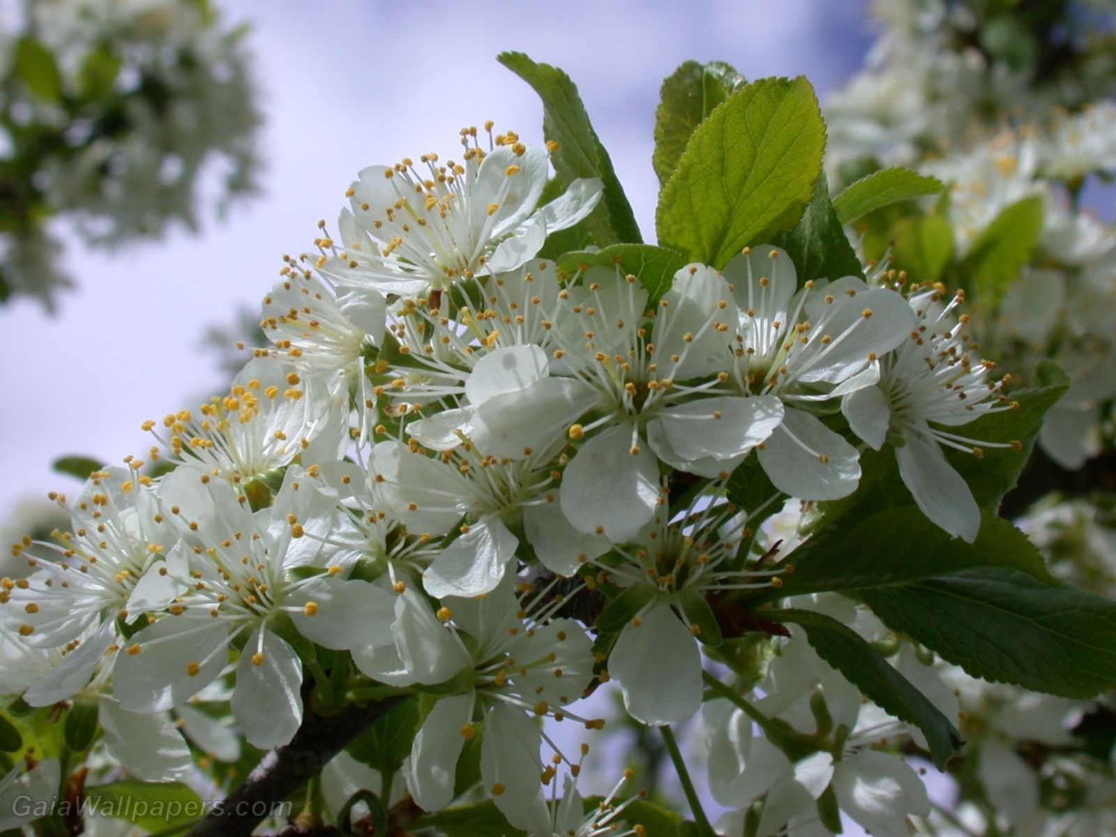 1600x1200 Plum tree flowers wallpaper 1600x1200