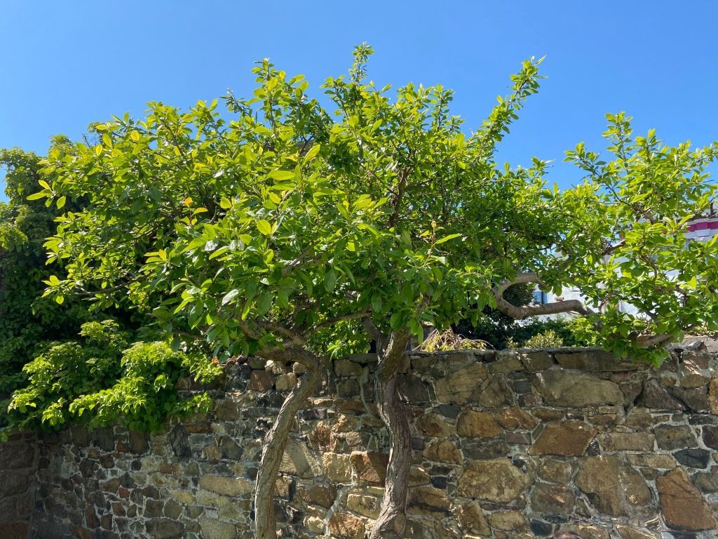 1024x768 The plum tree