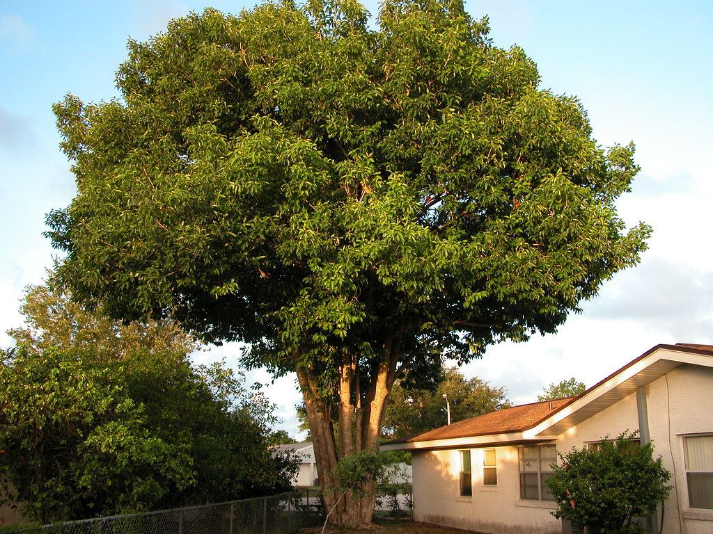 1024x768 One of many giant Java Plum trees in th